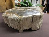 Versteinertes Holz